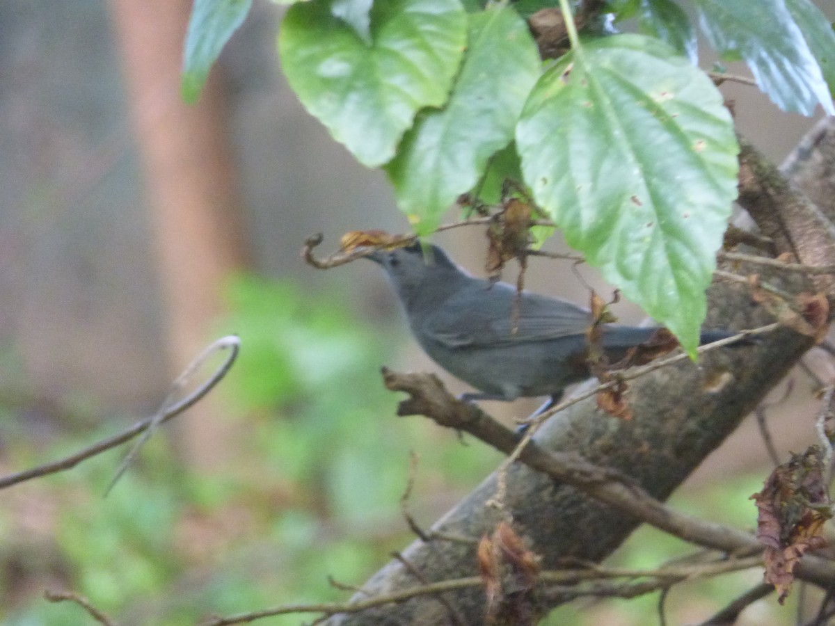 Gray Catbird - ML276288241