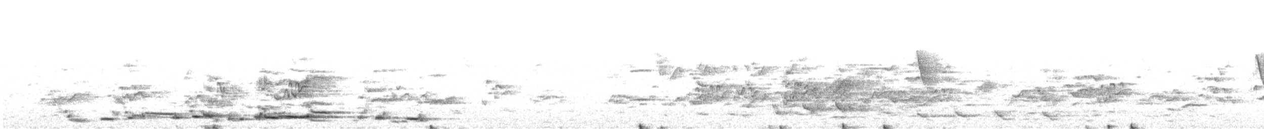 Avustralya Saksağanı (telonocua/tyrannica) - ML276288321