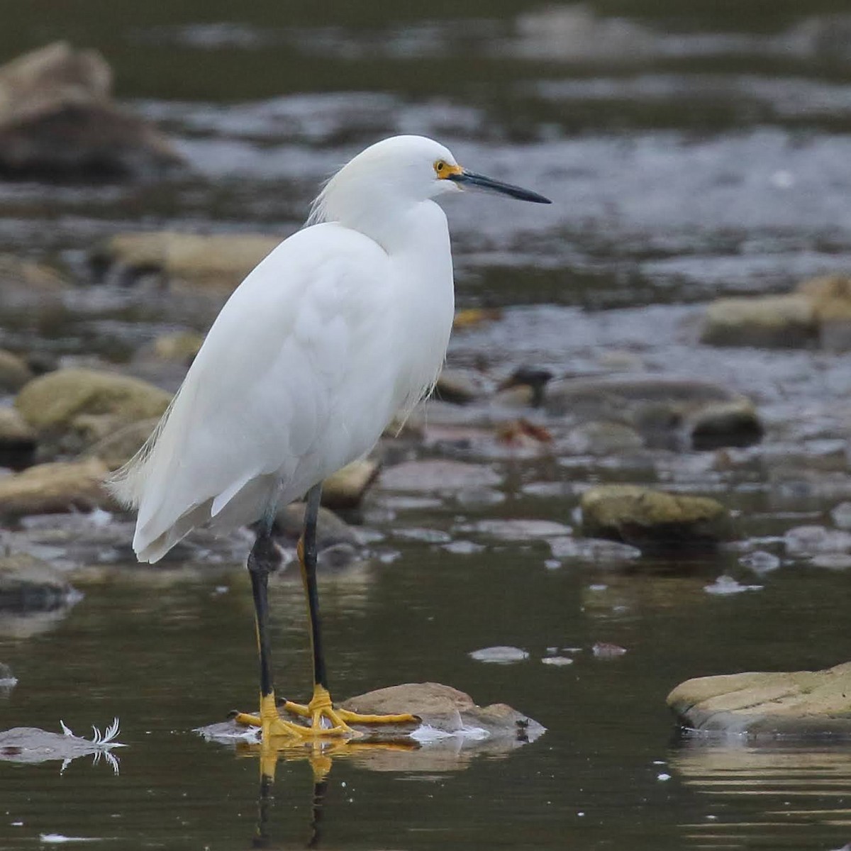 Snowy Egret - ML276291801