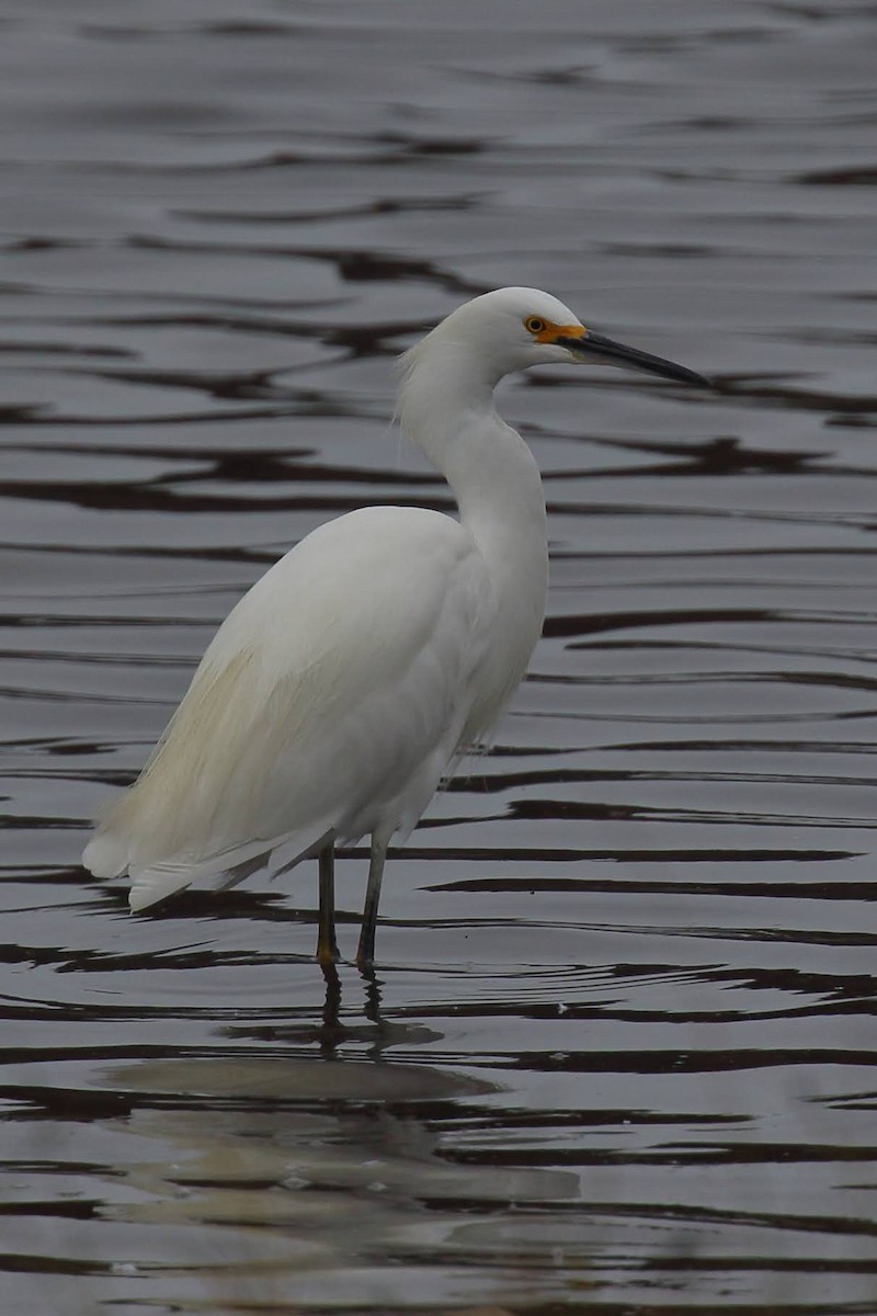 Snowy Egret - ML276291831