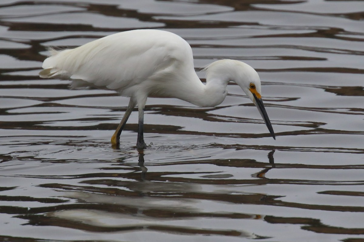 Snowy Egret - ML276291871