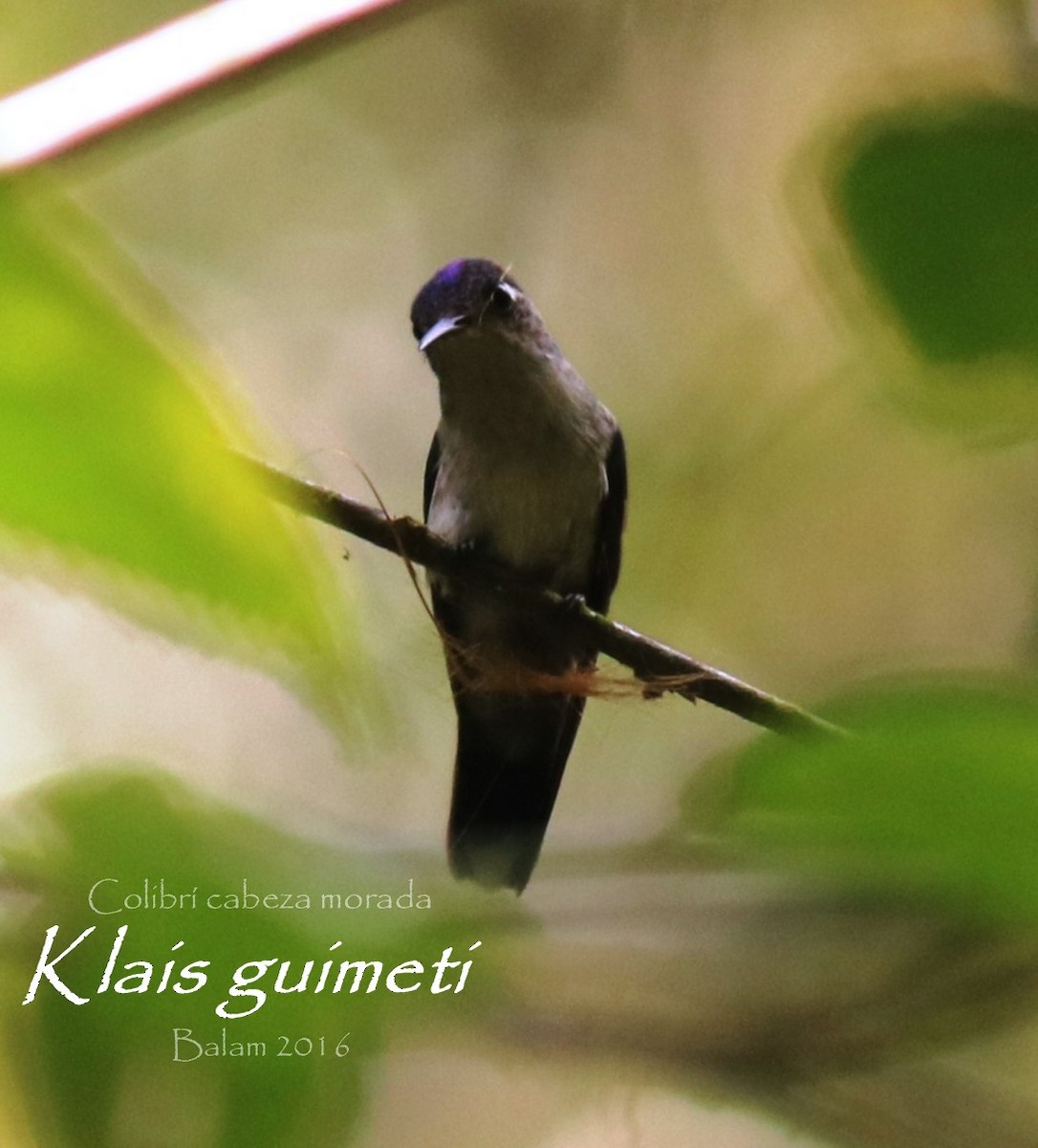 Violet-headed Hummingbird - ML27629201