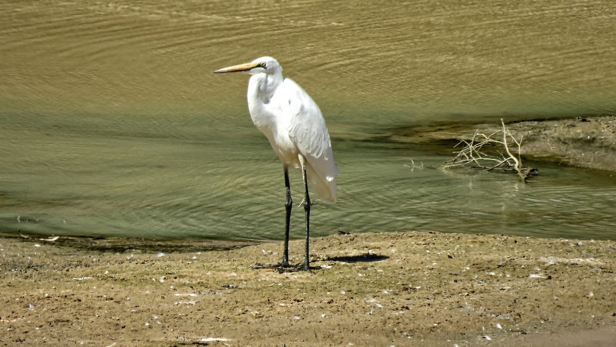 Great Egret - ML276294061