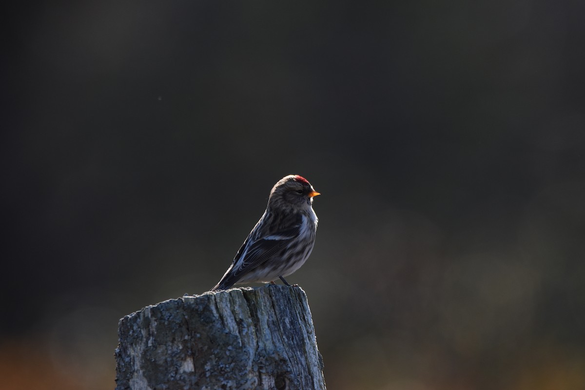 Redpoll (Common) - ML276297171