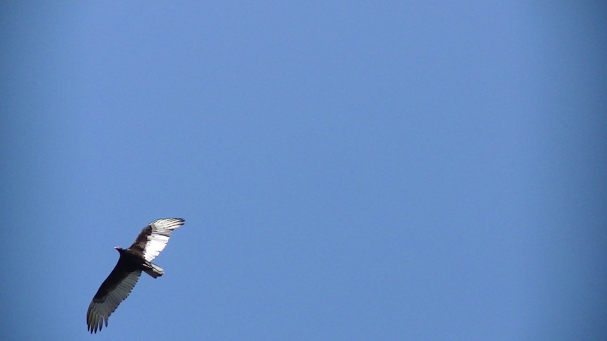 Turkey Vulture - ML27629801