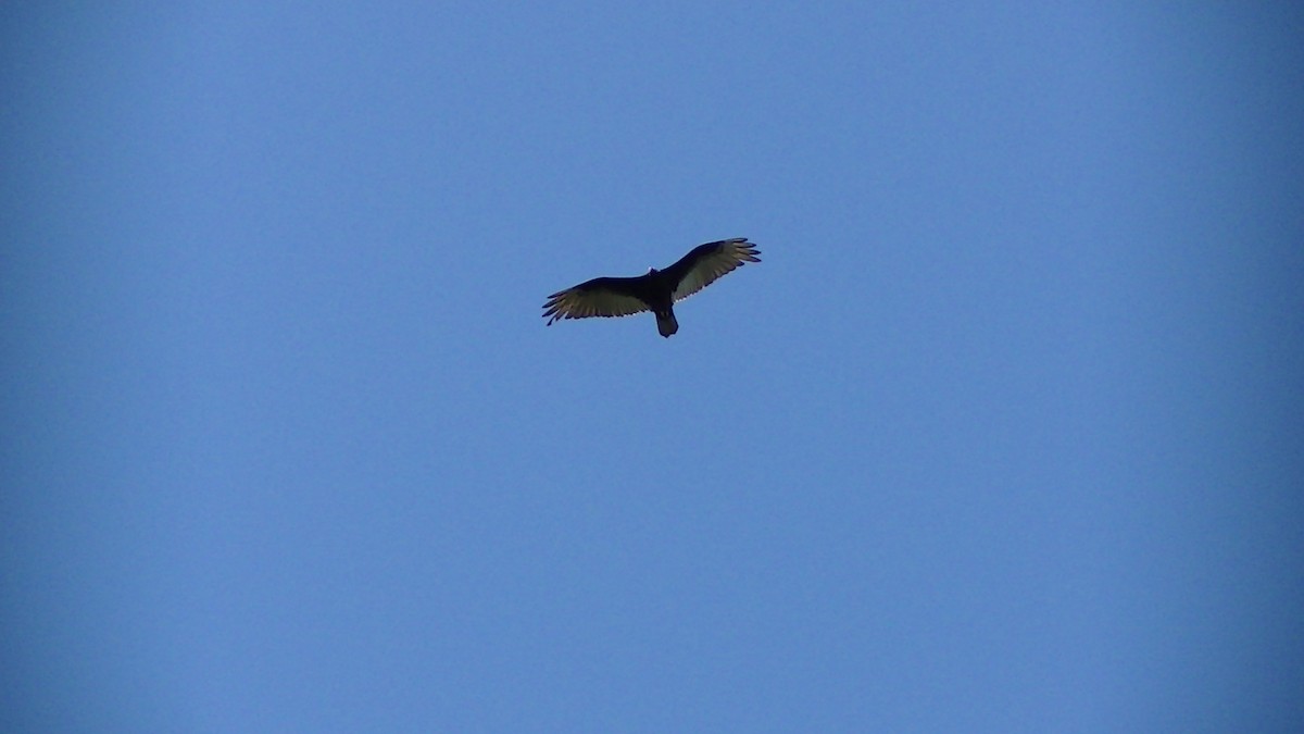 Turkey Vulture - ML27629811