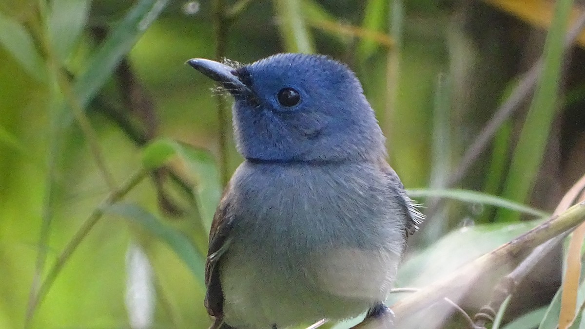 Black-naped Monarch - ML276298671