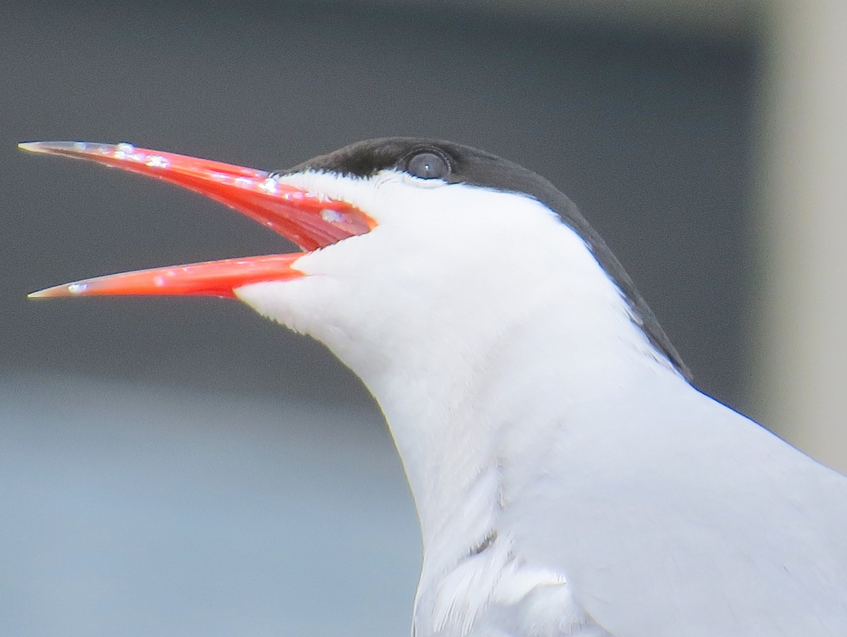 Common Tern - shelley seidman