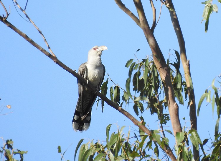 Channel-billed Cuckoo - ML276301291