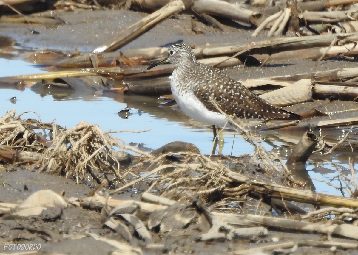 Solitary Sandpiper - ML27630221