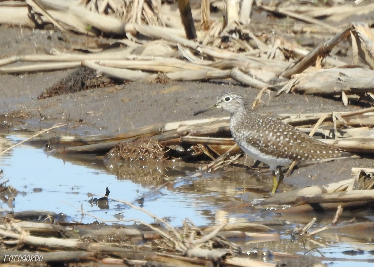 Solitary Sandpiper - ML27630241