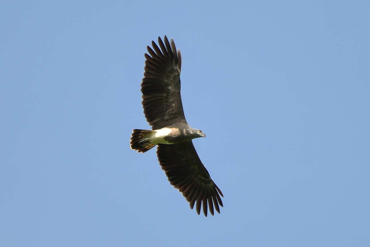 Lesser Fish-Eagle - ML276303371