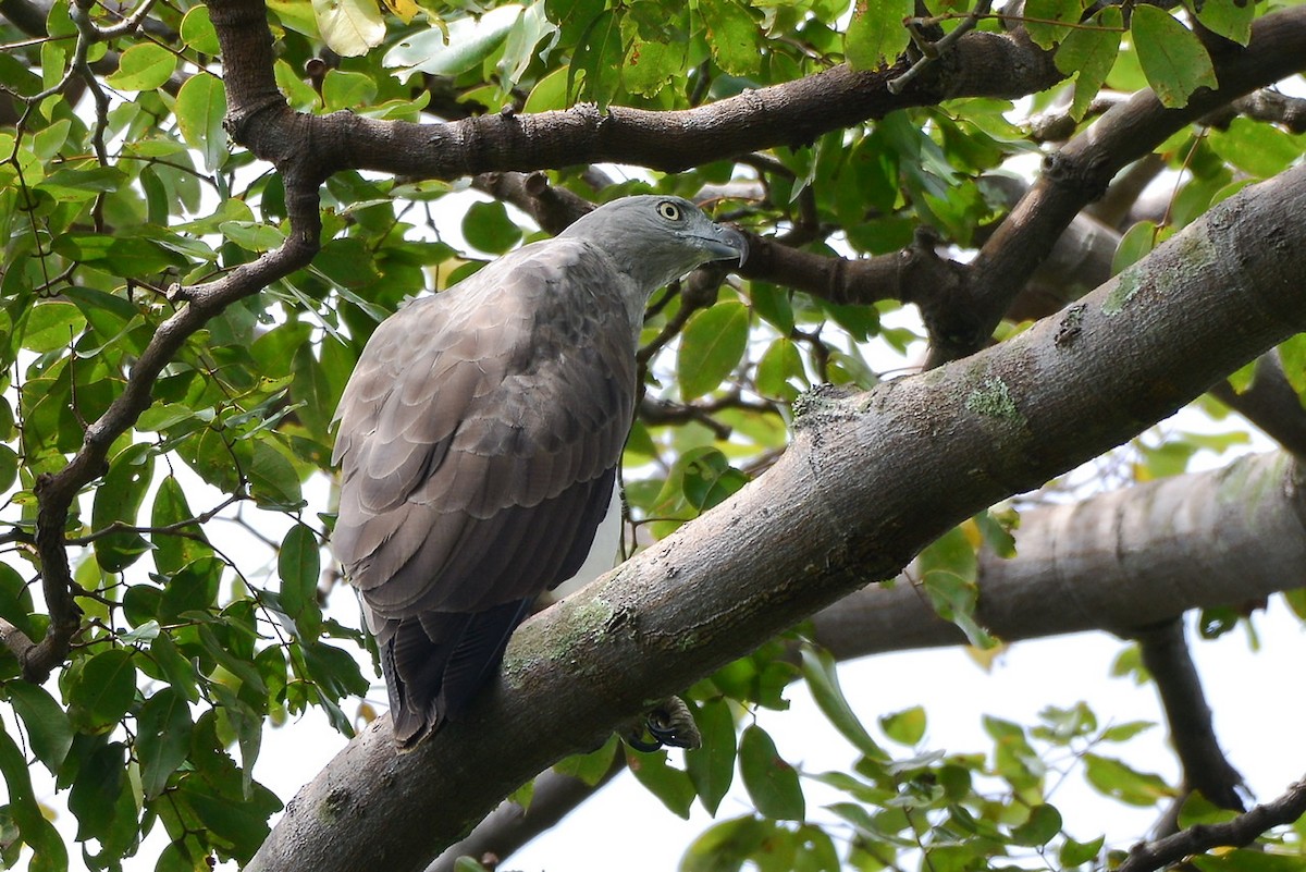 Braunschwanz-Seeadler - ML276303391