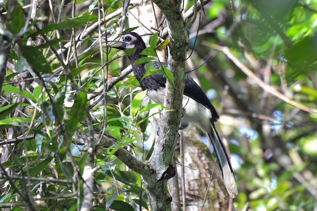 Oriental Pied-Hornbill - ML276303431