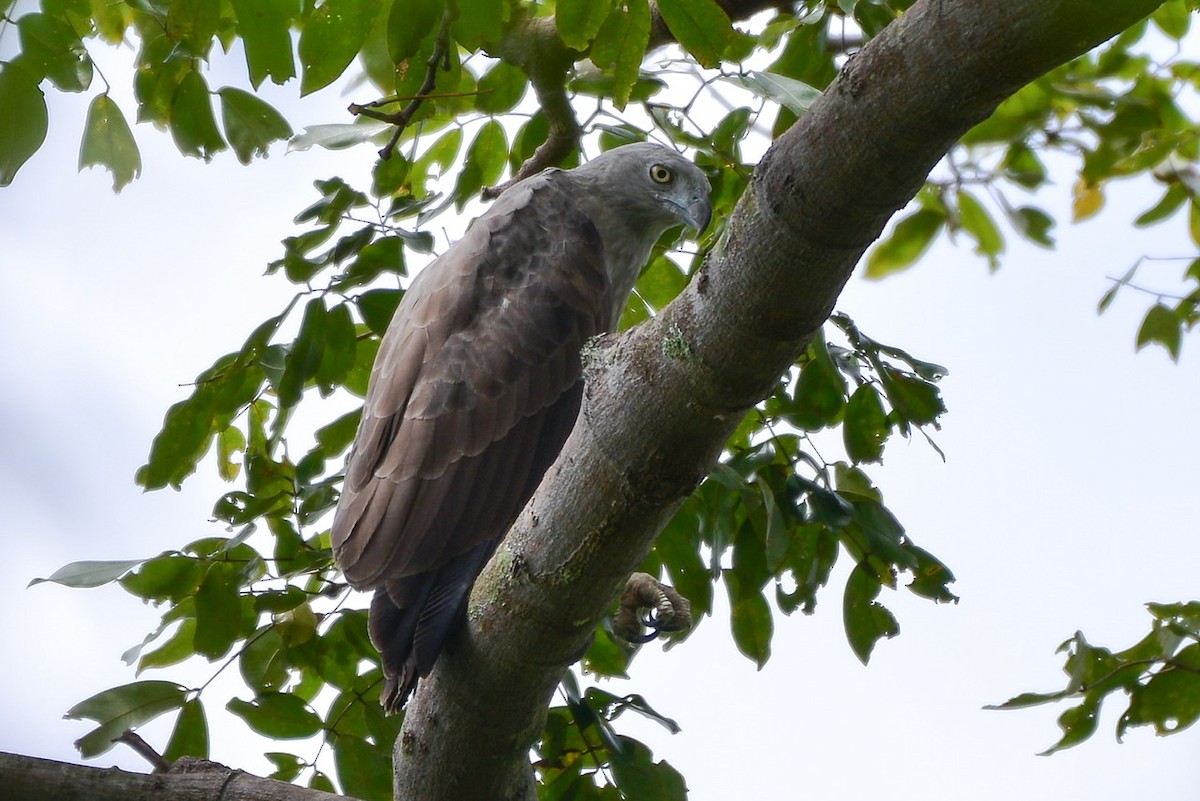 Lesser Fish-Eagle - ML276303441