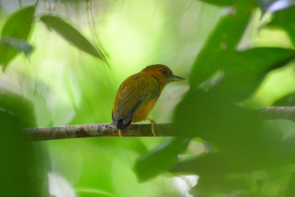 Rufous Piculet - ML276303451