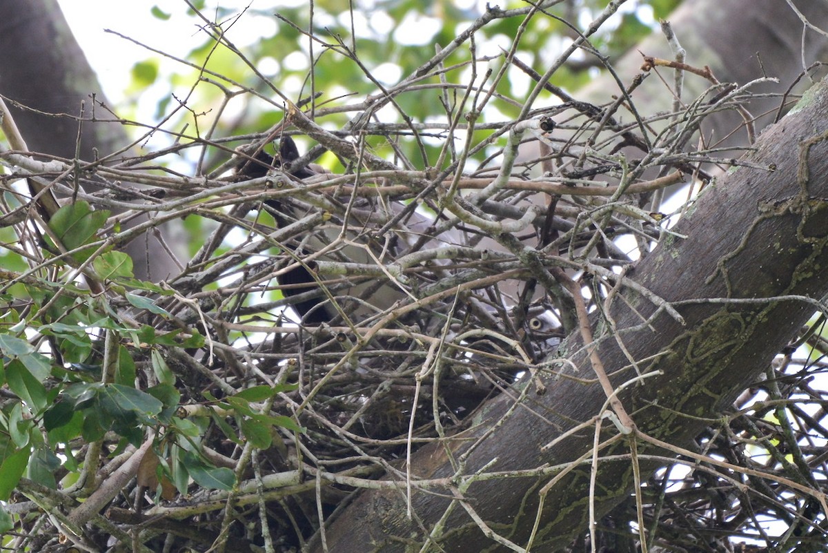 Lesser Fish-Eagle - ML276303461