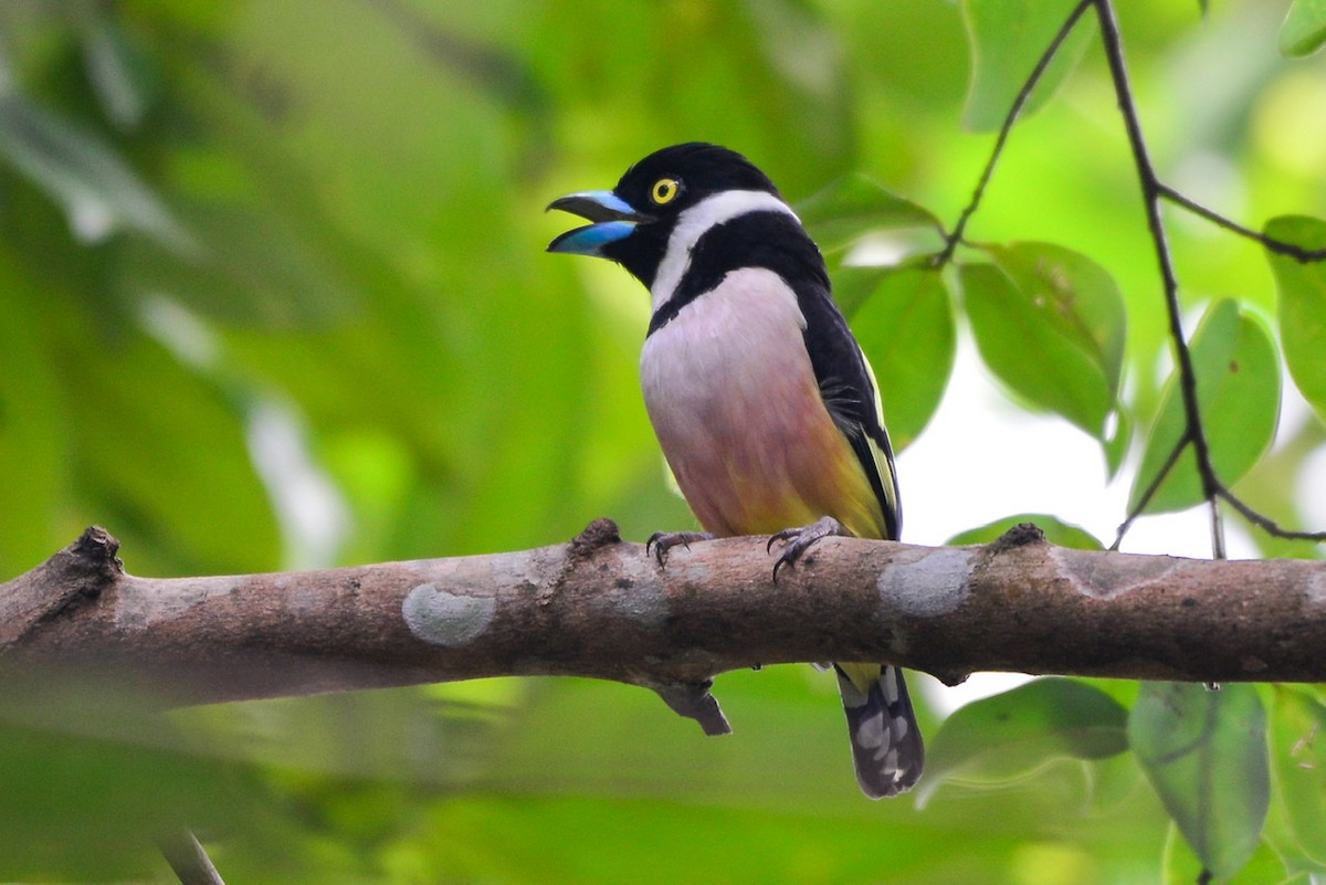 Black-and-yellow Broadbill - ML276303491