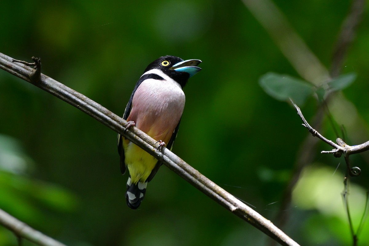 Black-and-yellow Broadbill - ML276303591