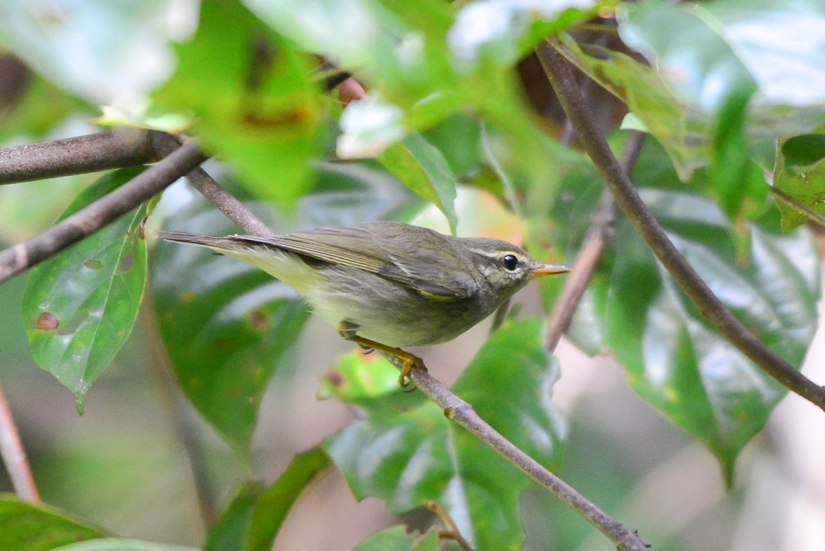 Arctic Warbler - ML276303771