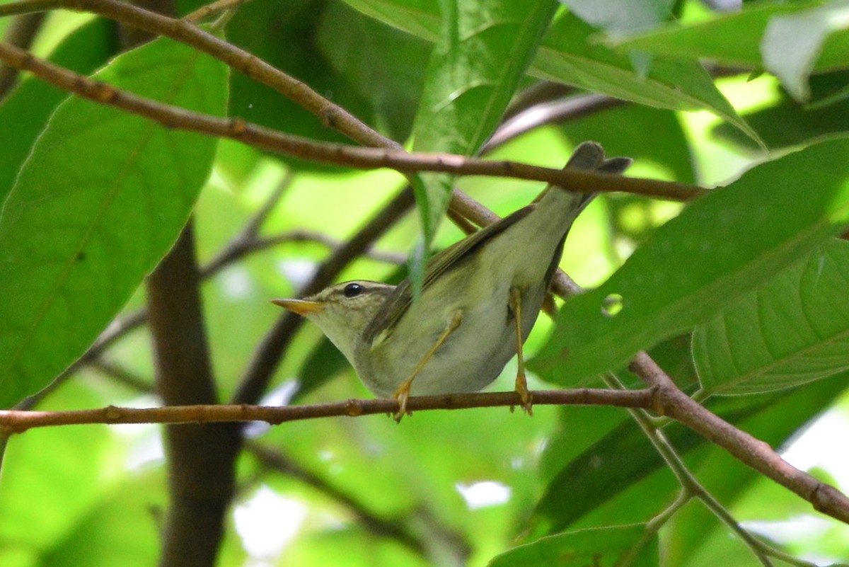 Arctic Warbler - ML276303781