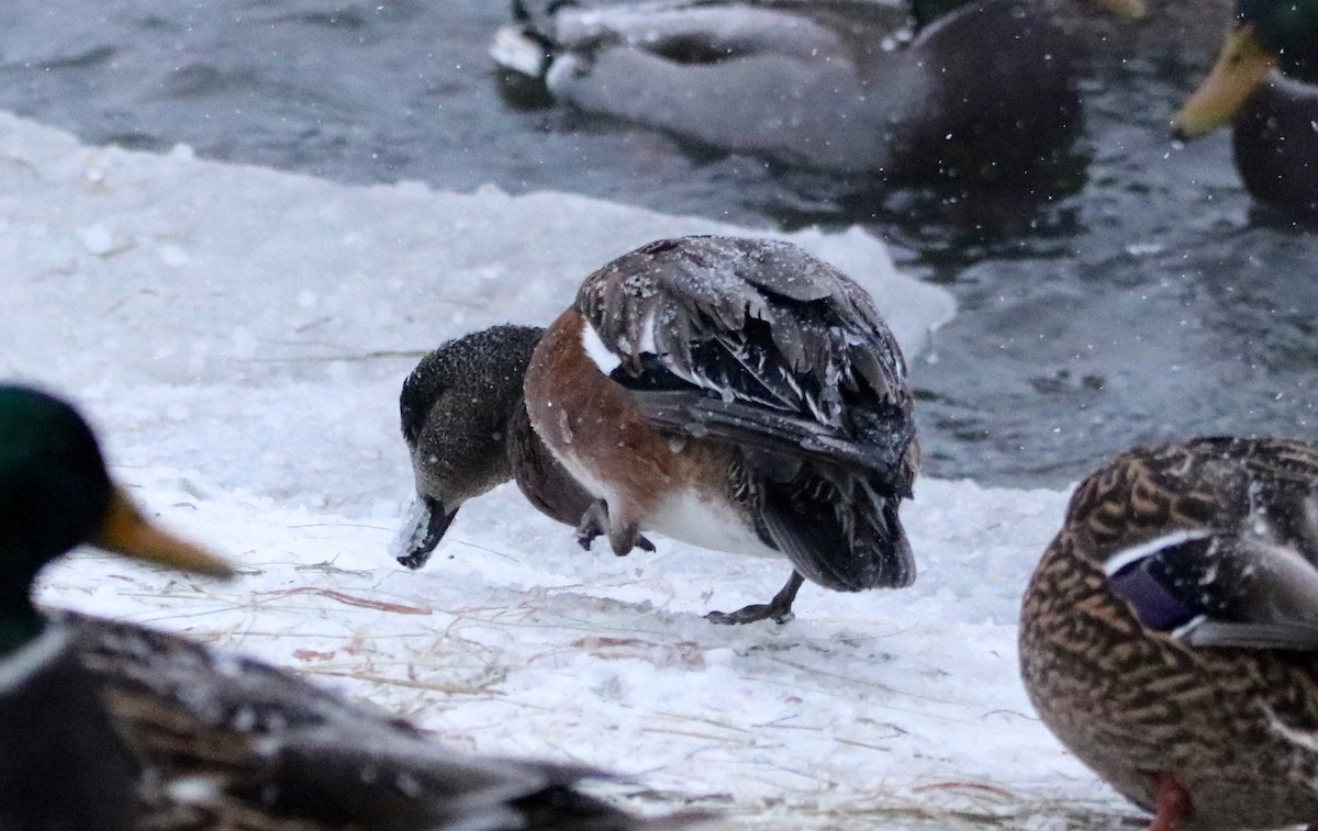 American Wigeon - Brandy Johnson