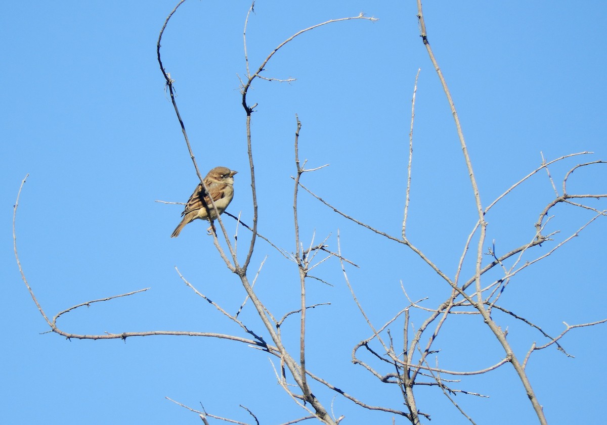 House Sparrow - Pablo Pozo 🦅