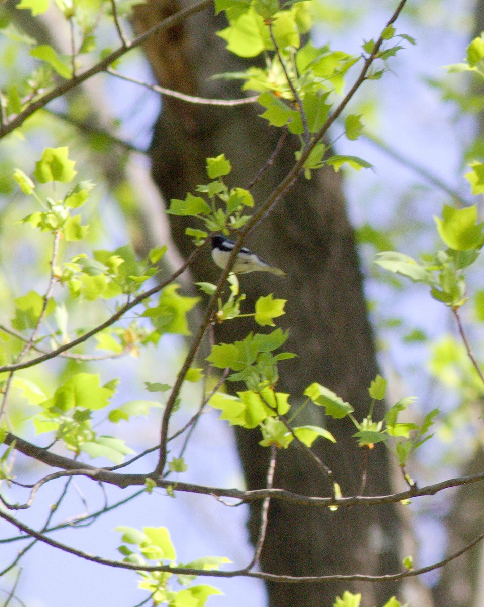 Black-throated Blue Warbler - ML27630741