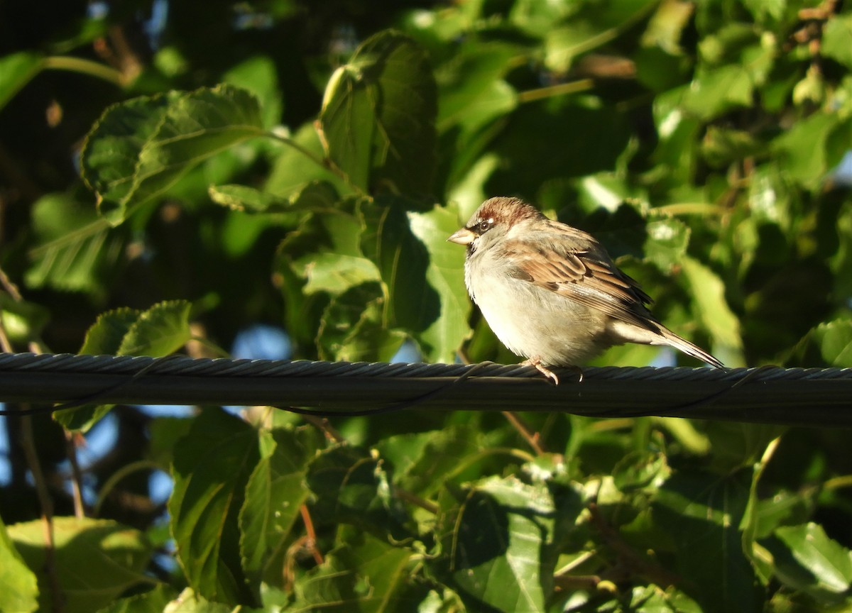 House Sparrow - ML276307461