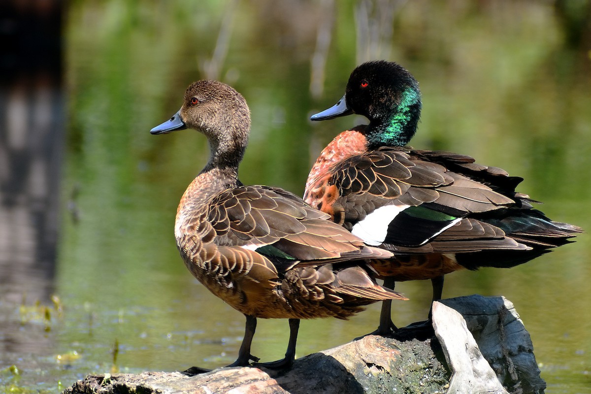 Chestnut Teal - Ken Tay