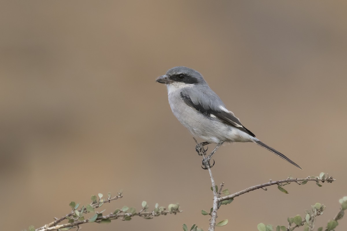 Pie-grièche migratrice - ML276312021