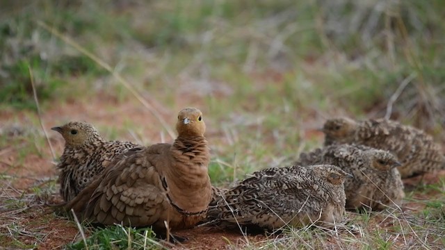 Chestnut-bellied Sandgrouse - ML276312181