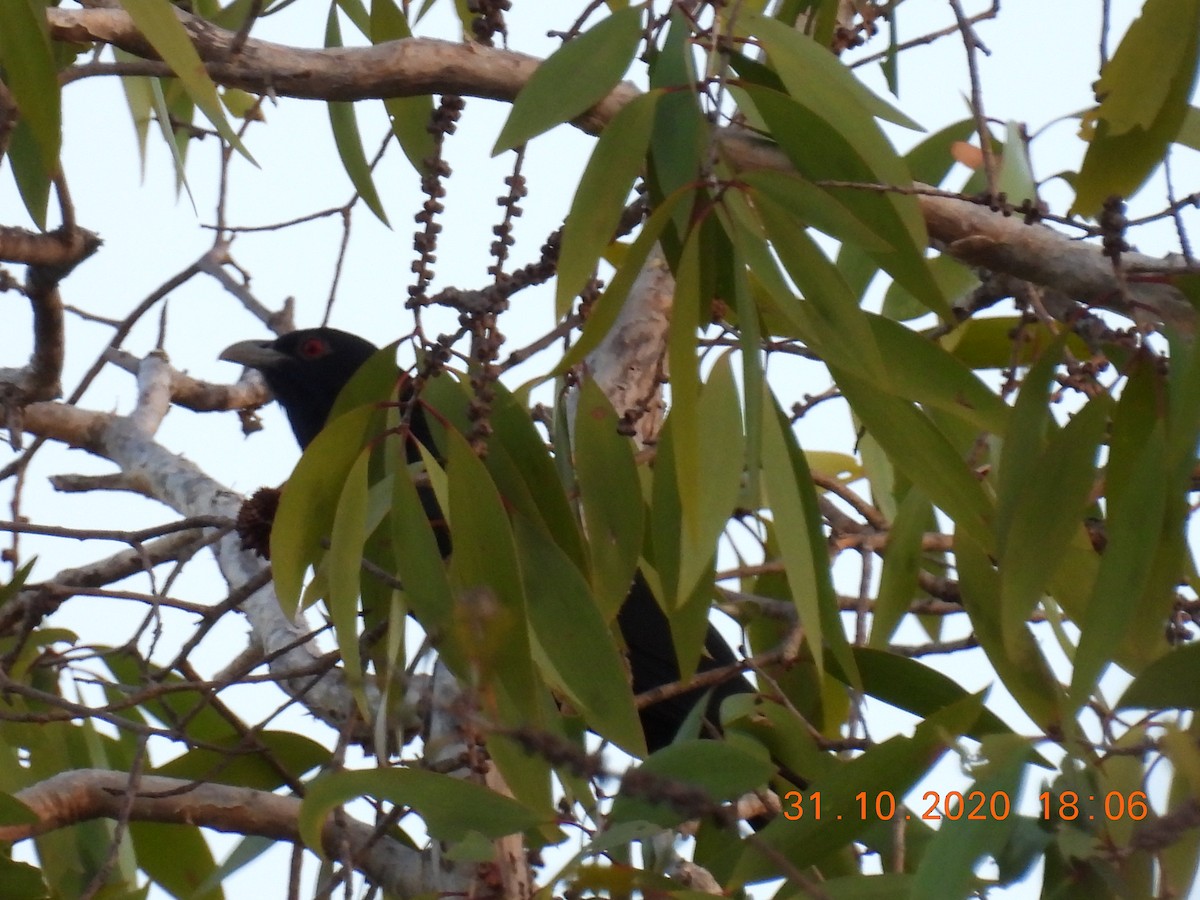 Pacific Koel - Trevor Oliver