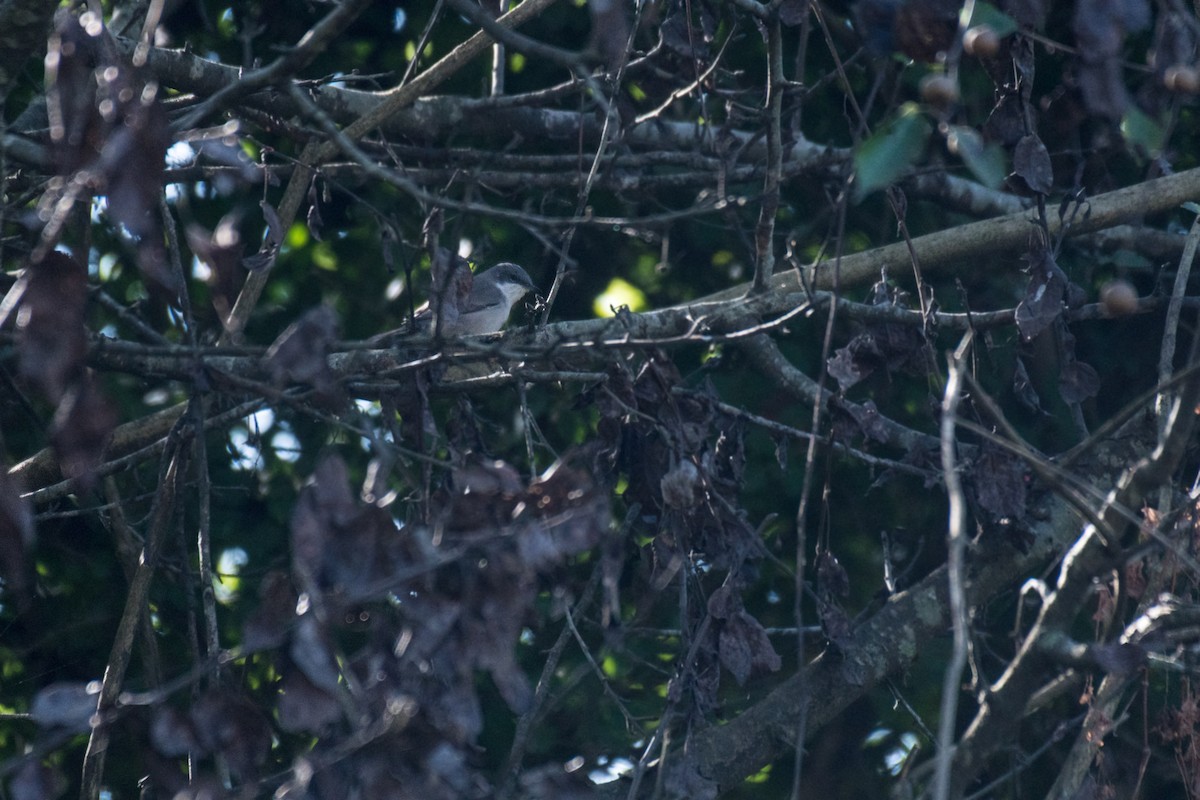 Lesser Whitethroat - ML276312881