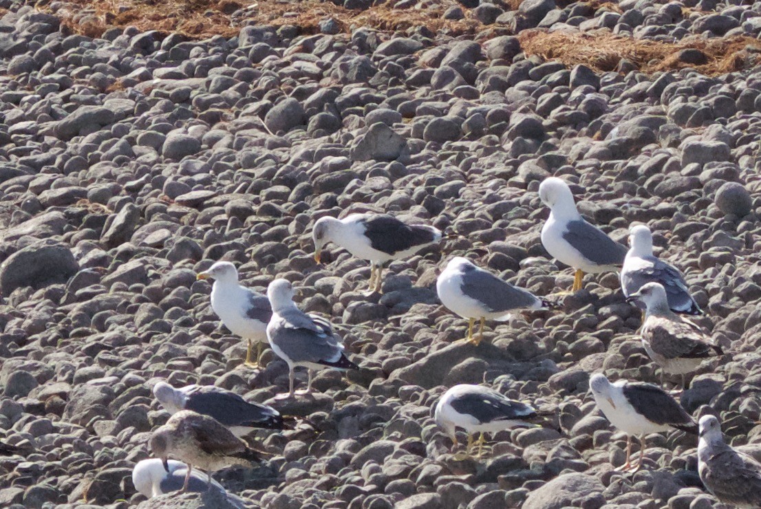 Lesser Black-backed Gull - ML276313761