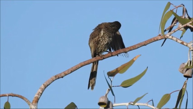 Little Wattlebird - ML276314061