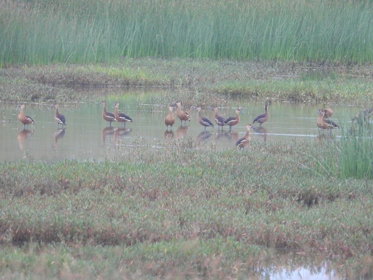 Wandering Whistling-Duck - ML276314181