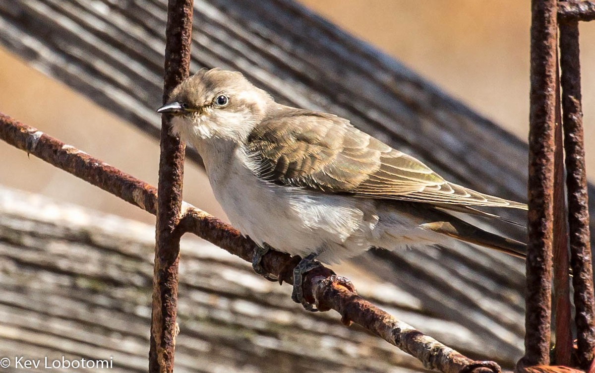 Horsfield's Bronze-Cuckoo - Kevin Bartram