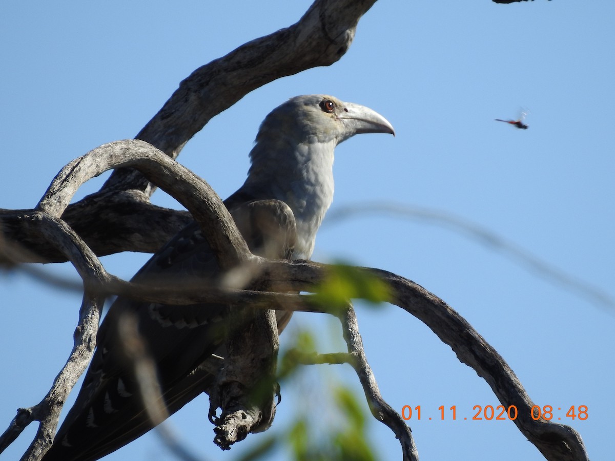 Channel-billed Cuckoo - ML276315131