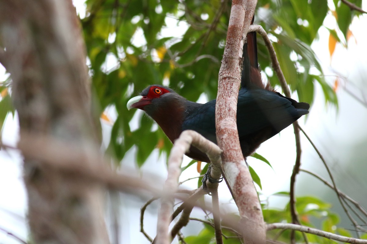 Chestnut-breasted Malkoha - ML276315611