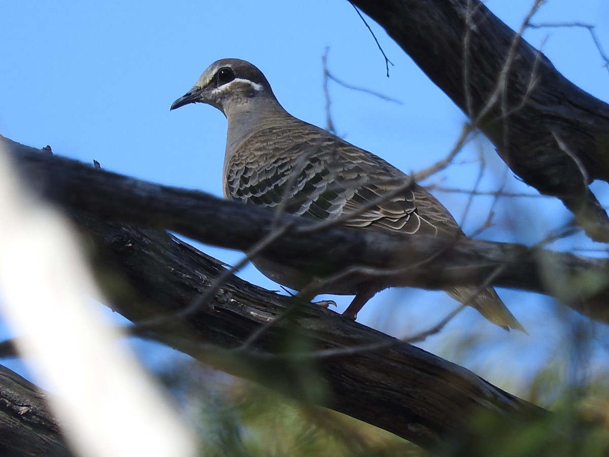 Common Bronzewing - George Vaughan