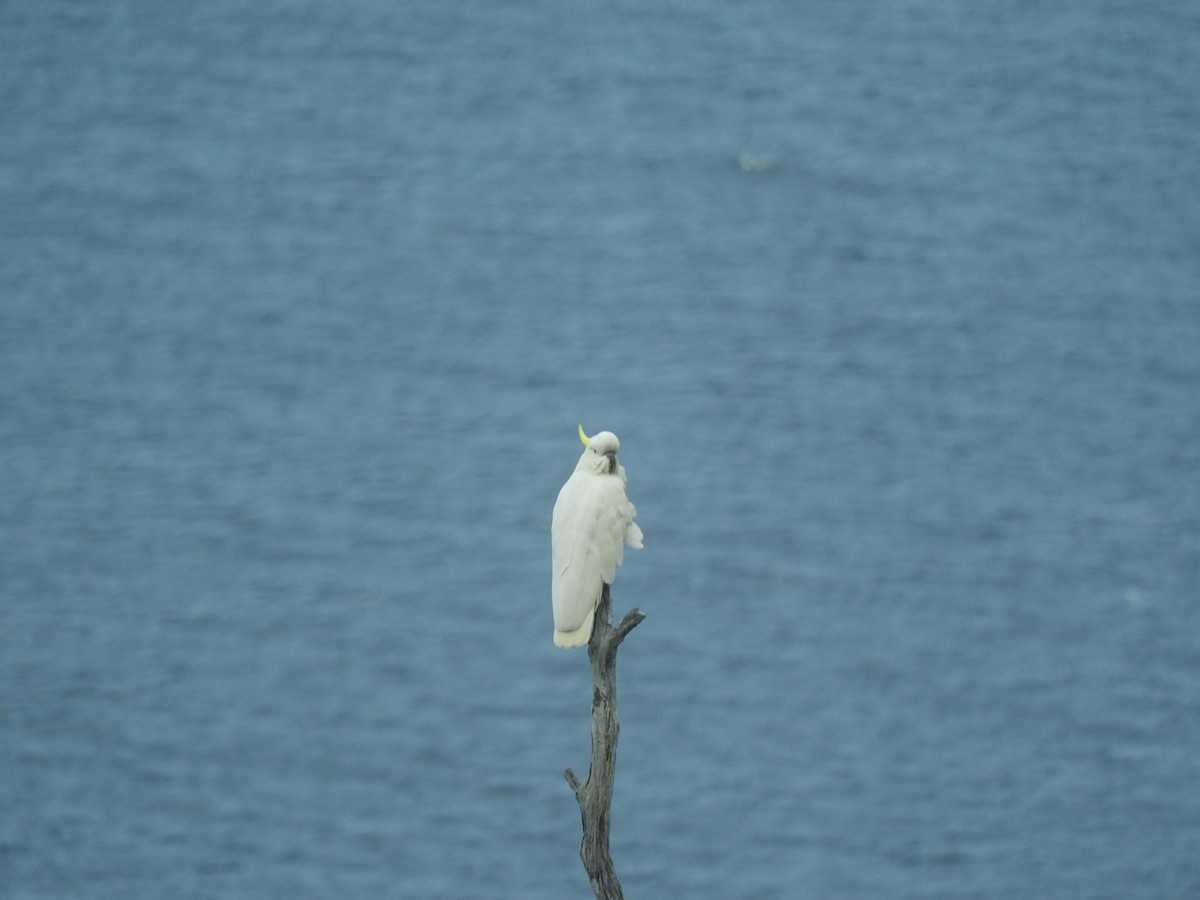 Sulphur-crested Cockatoo - ML276318181