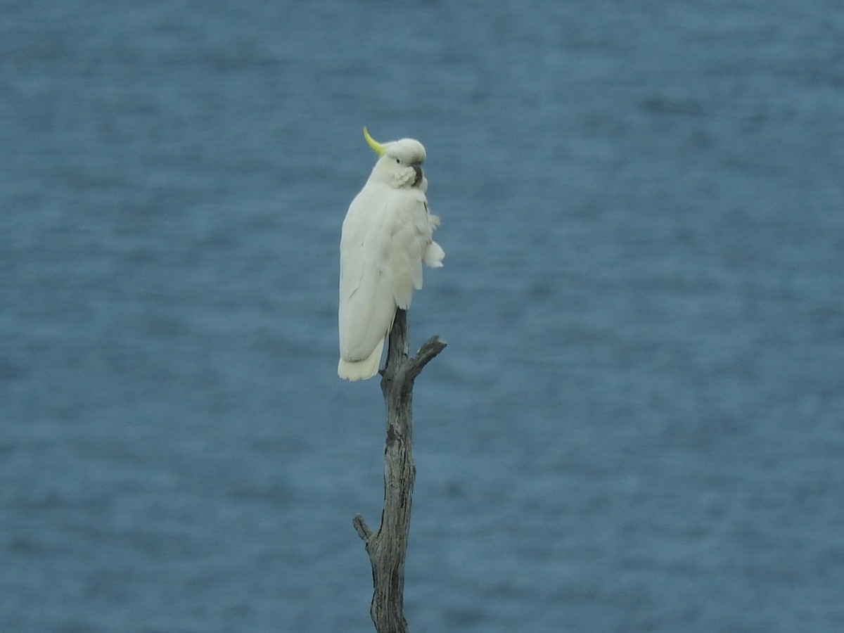 Sulphur-crested Cockatoo - ML276318211