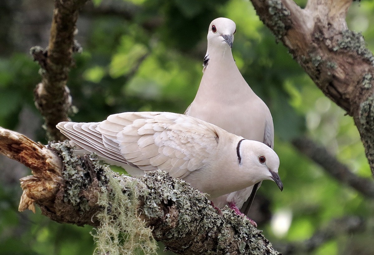 African Collared-Dove - Noel Ward