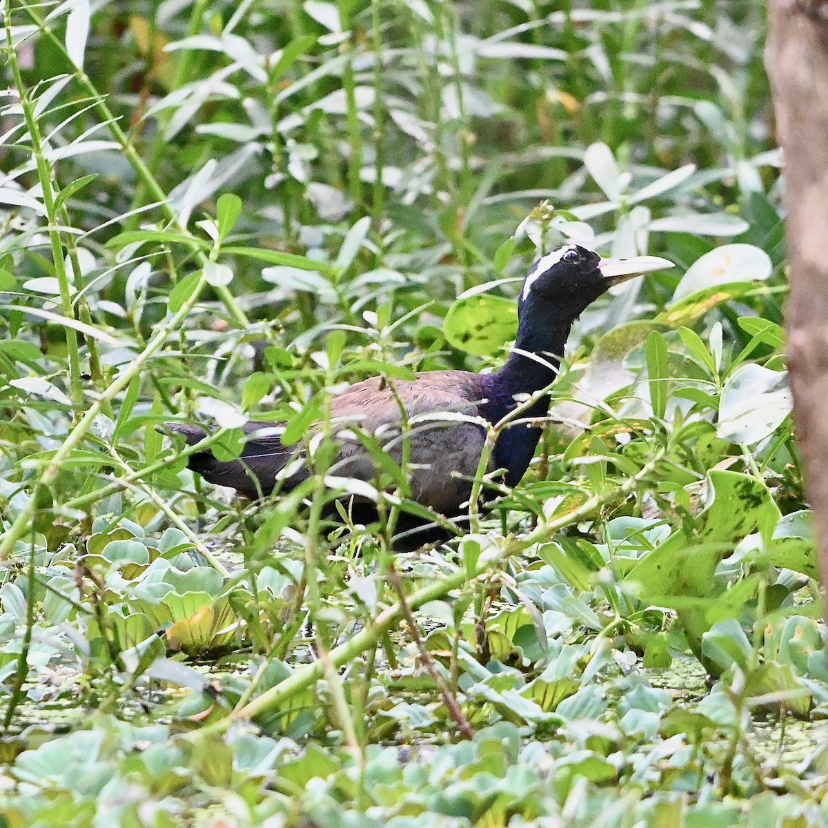 Bronze-winged Jacana - Anil Nair