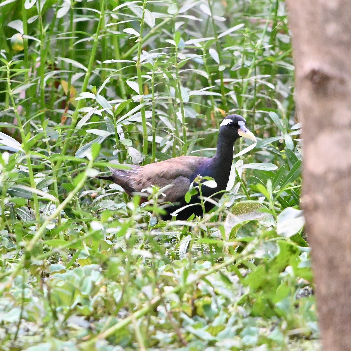 Bronze-winged Jacana - Anil Nair