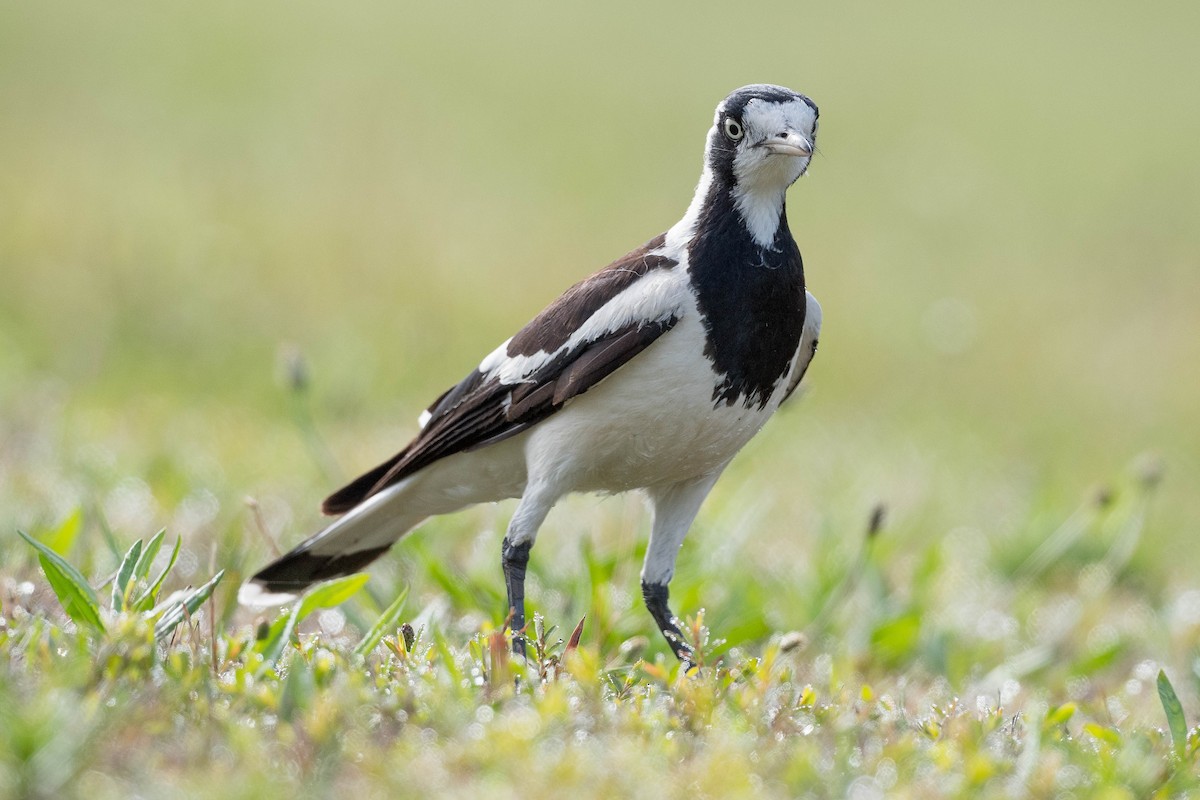 Magpie-lark - ML276320001