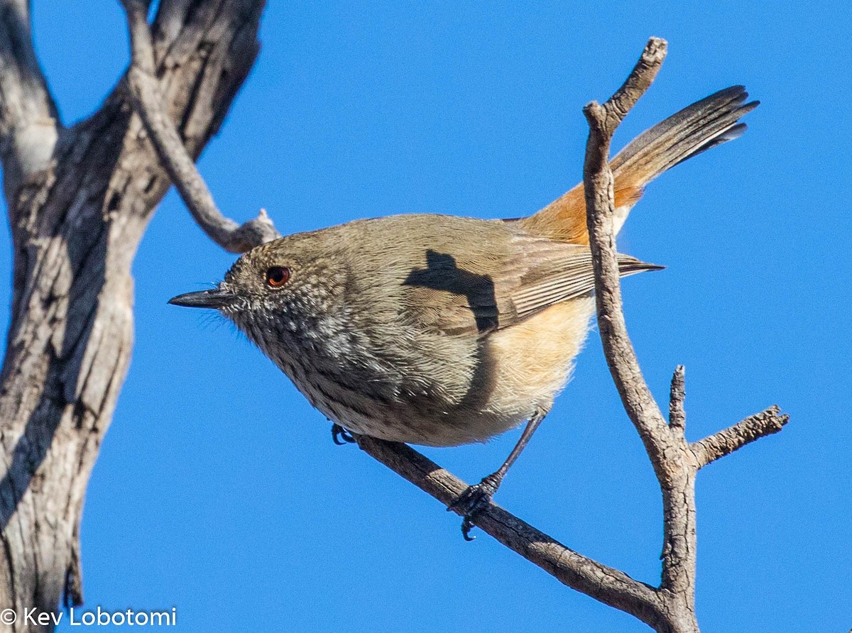 Inland Thornbill - Kevin Bartram