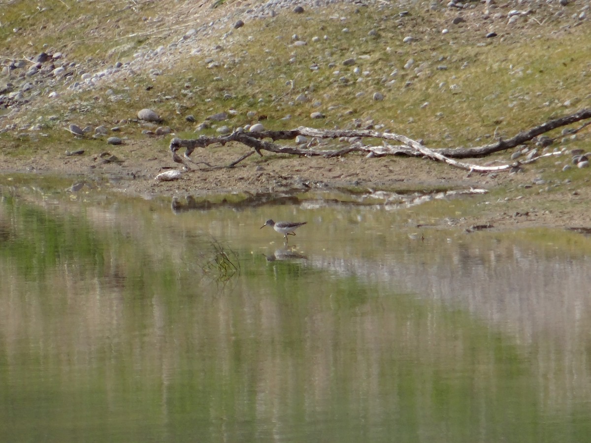 Solitary Sandpiper - ML27632231