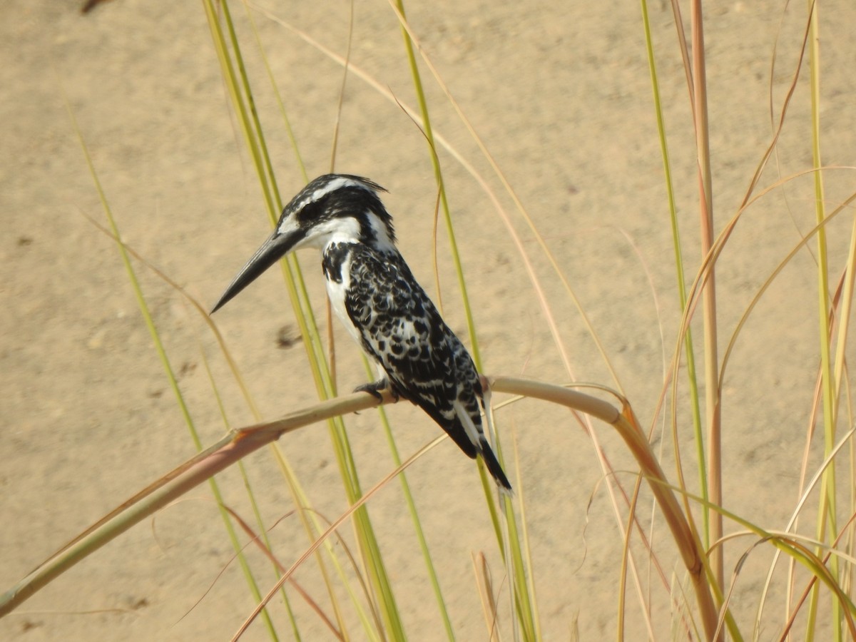 Pied Kingfisher - Ivar West